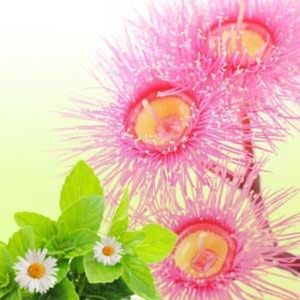 Eucalyptus Spearmint Hand Poured Soy Candle